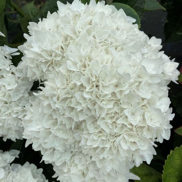 Hydrangea macrophylla Doppio Fredo 'HORE9311'