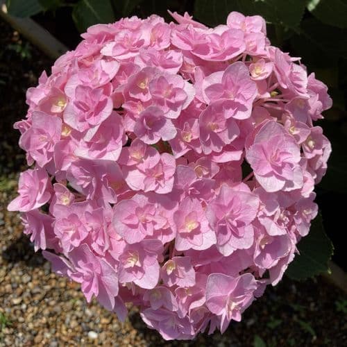 Hydrangea macrophylla Doppio Nuvola 'Kaho' (PBR) Large Specimen Plant
