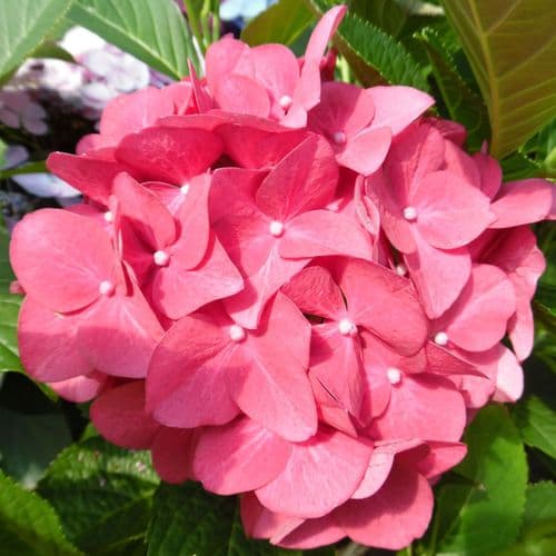 Hydrangea macrophylla Doris (H)