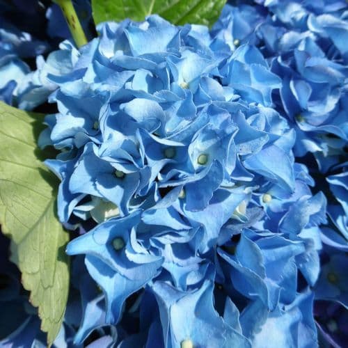Hydrangea macrophylla EARLY BLUE 'Hba 202911' (PBR) (H) Large Specimen Plant