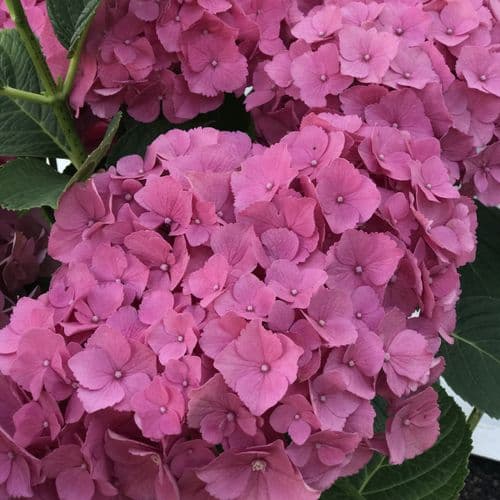 Hydrangea macrophylla Early Seduction
