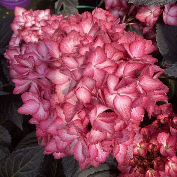 Hydrangea macrophylla  Eclipse 'Bailmacseven' FE