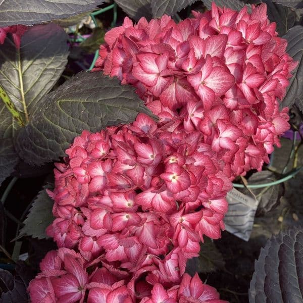 Hydrangea macrophylla  Eclipse 'Bailmacseven' FE