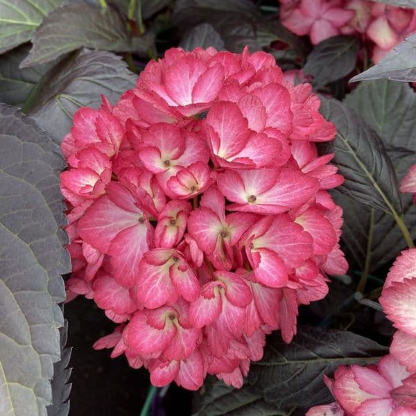 Hydrangea macrophylla  Eclipse 'Bailmacseven' FE