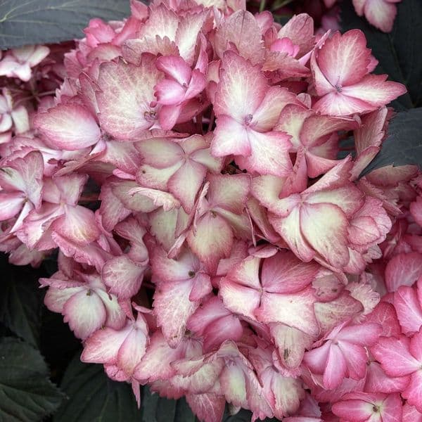 Hydrangea macrophylla  Eclipse 'Bailmacseven' FE