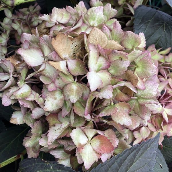 Hydrangea macrophylla  Eclipse 'Bailmacseven' FE