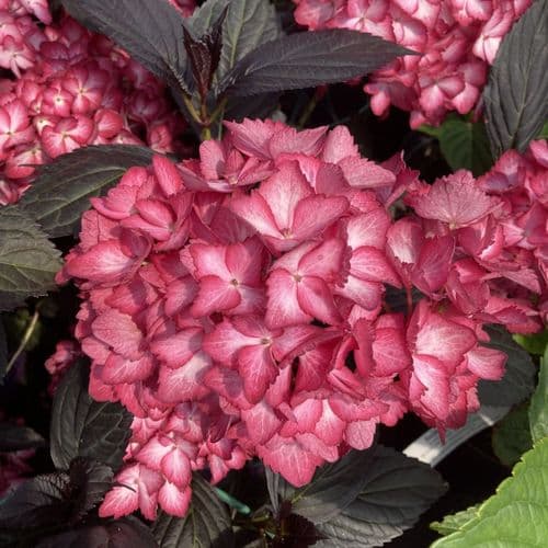 Hydrangea macrophylla Eclipse 'Bailmacseven' FE