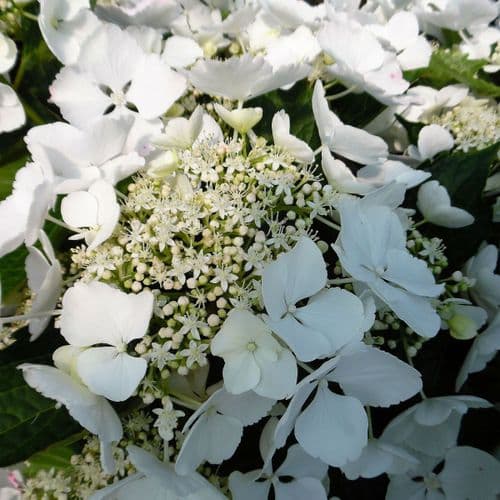 Hydrangea macrophylla Elegance (L)