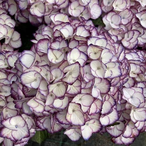 Hydrangea macrophylla Elfy Purple 'H220910'