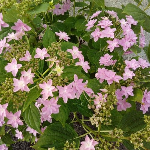 Hydrangea macrophylla Elleair Anniversary