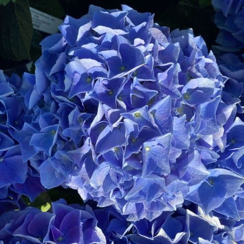 Hydrangea macrophylla Fabolo Blue 'H217905'