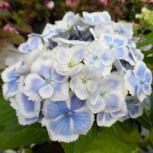 Hydrangea macrophylla Fanfare Wedding Ring (H)