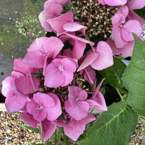 Hydrangea macrophylla Fasan Twilight (Teller Series) (L)