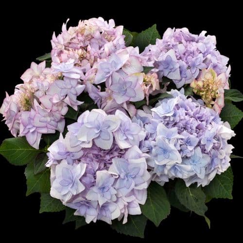 Hydrangea macrophylla Fay Blue 'H218914'