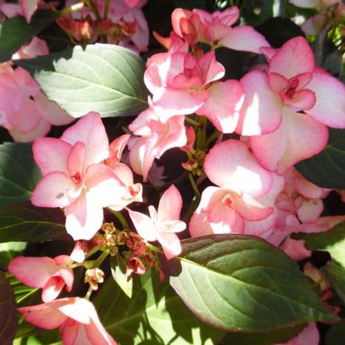 Hydrangea macrophylla Fay Pink 'H218914'