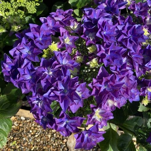 Hydrangea macrophylla Feather Blue 'H217904'