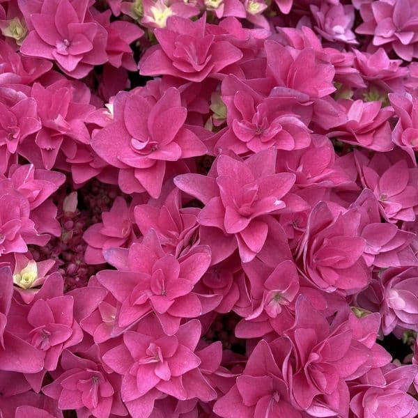 Hydrangea macrophylla  Feather Pink 'H217904'