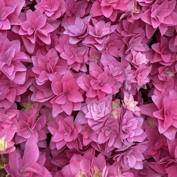 Hydrangea macrophylla  Feather Pink 'H217904'