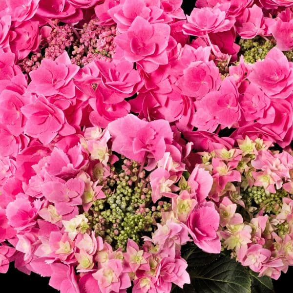 Hydrangea macrophylla  Feather Pink 'H217904'