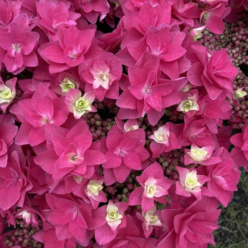 Hydrangea macrophylla  Feather Pink 'H217904'