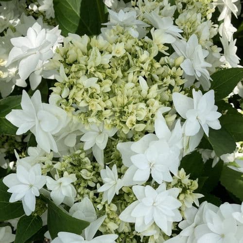 Hydrangea macrophylla Finya 'H218915'