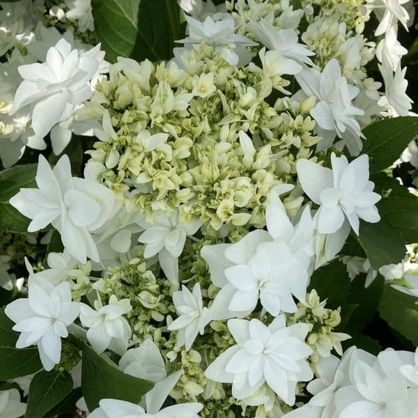 Hydrangea macrophylla Finya 'H218915'