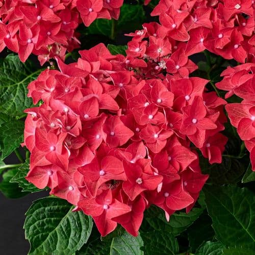 Hydrangea macrophylla Fire Wings