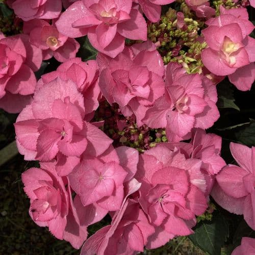Hydrangea macrophylla Flame Pink 'H217903'