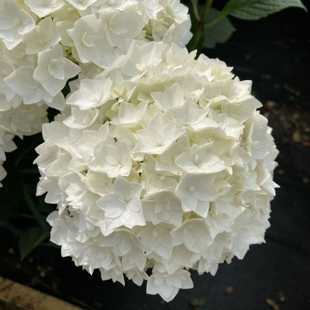 Hydrangea macrophylla Florencia 'H220912'