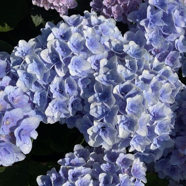 Hydrangea macrophylla Florentina Blue 'H217902'