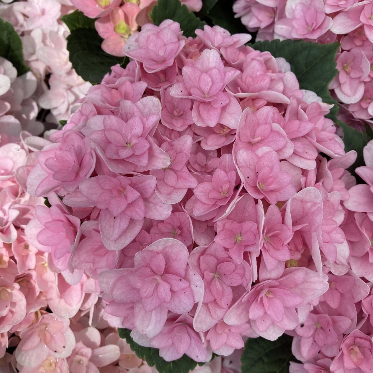 Hydrangea macrophylla Florentina Pink H217902