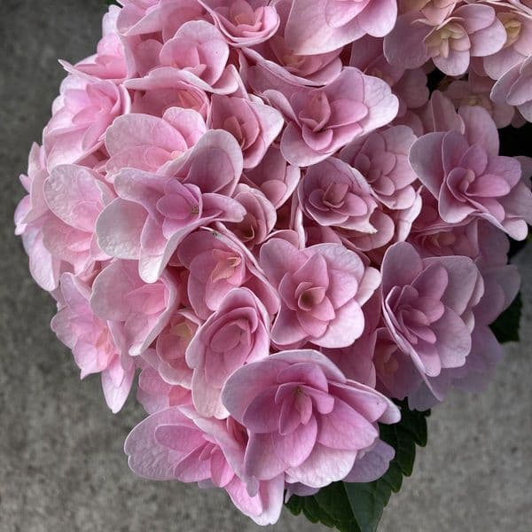 Hydrangea macrophylla Florentina Pink H217902