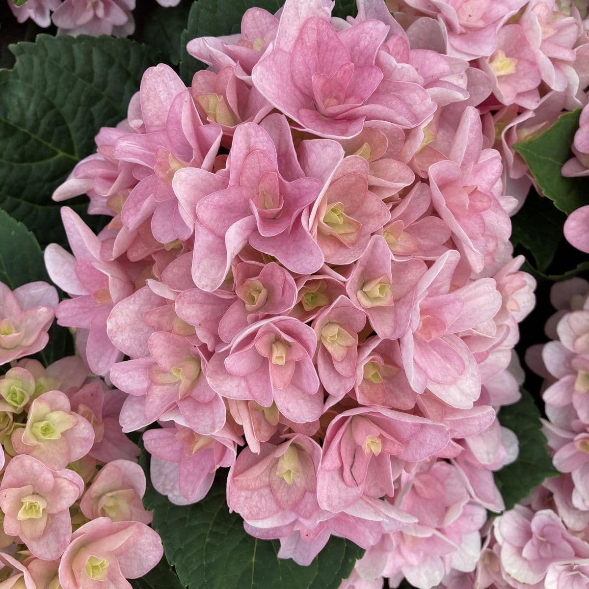 Hydrangea macrophylla Florentina Pink H217902