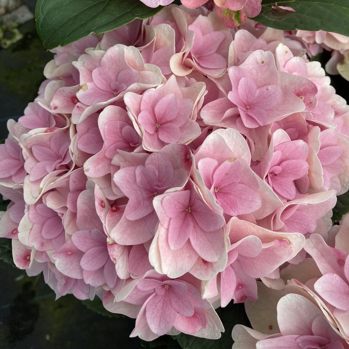 Hydrangea4937　0602 Hydrangea macrophylla Florentina Pink H217902