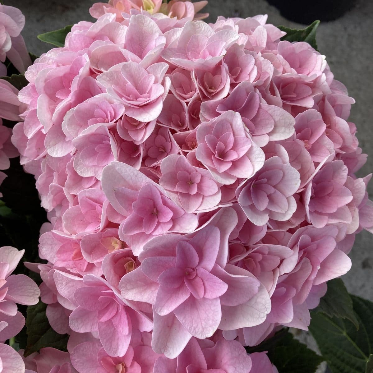 Hydrangea macrophylla Florentina Pink H217902