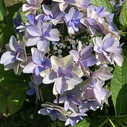 Hydrangea macrophylla Floria Blue 'H220911'