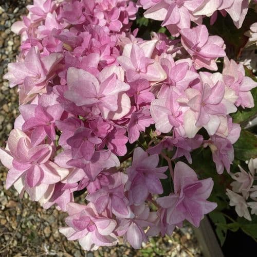 Hydrangea macrophylla Floria Pink 'H220911'