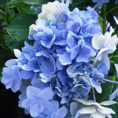Hydrangea macrophylla Forever (You & Me Series) (H) AGM - Blue