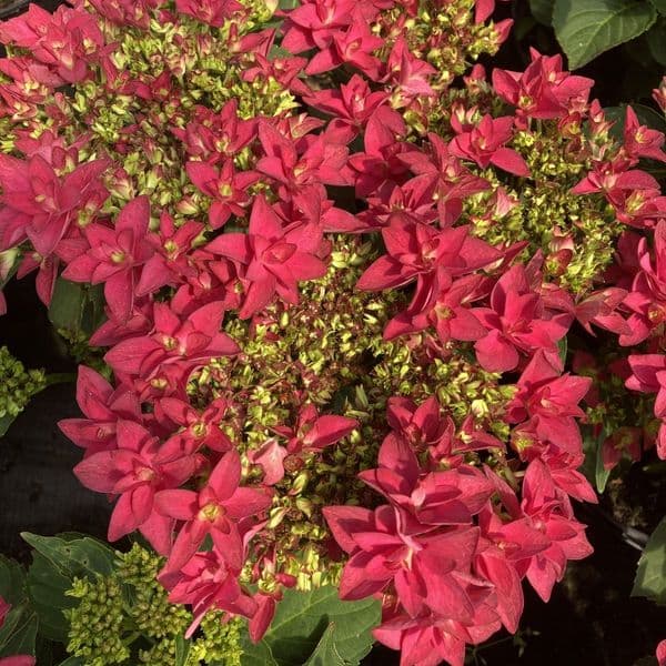 Hydrangea macrophylla FRANCY 'H218917' (L/d)