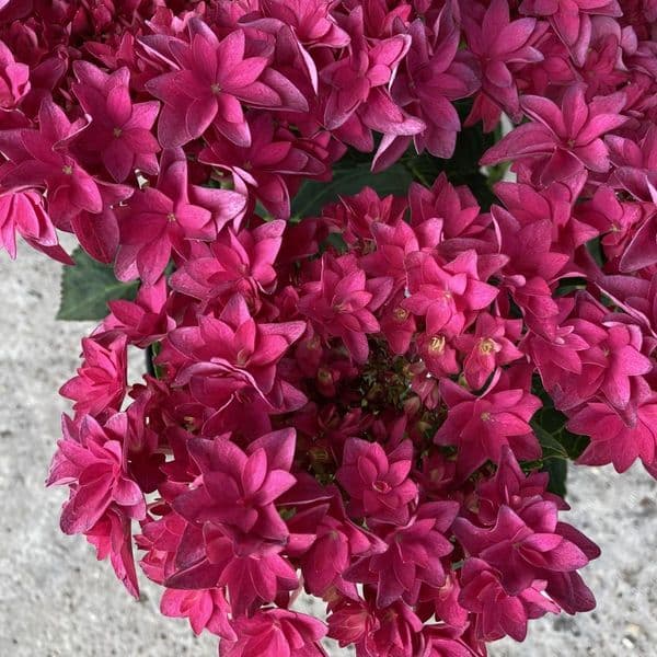 Hydrangea macrophylla FRANCY 'H218917' (L/d)