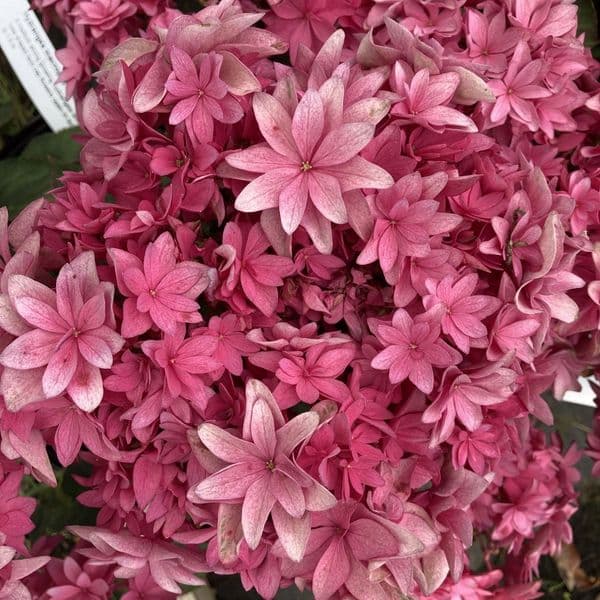 Hydrangea macrophylla FRANCY 'H218917' (L/d)