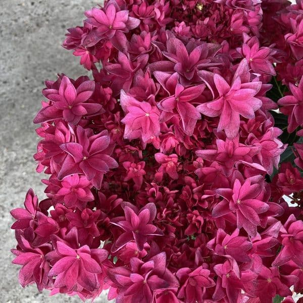 Hydrangea macrophylla FRANCY 'H218917' (L/d)