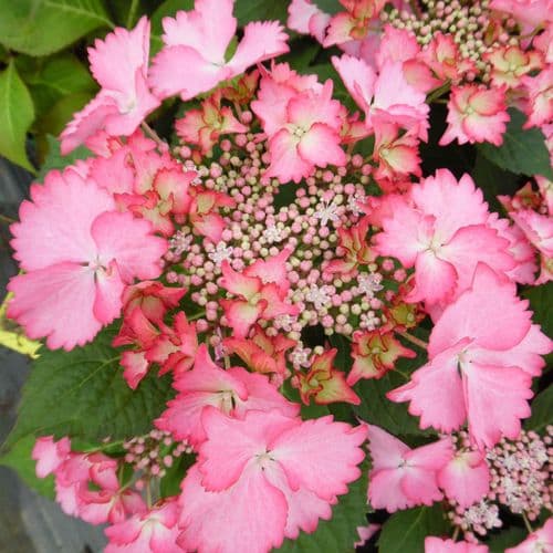 Hydrangea macrophylla French Cancan (Teller Series) (L)