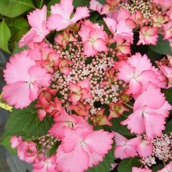 Hydrangea macrophylla French Cancan (Teller Series) (L)