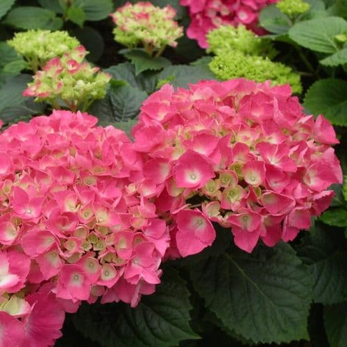 Hydrangea macrophylla Freudenstein (H)