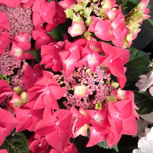 Hydrangea macrophylla Frisbee Hot Pink