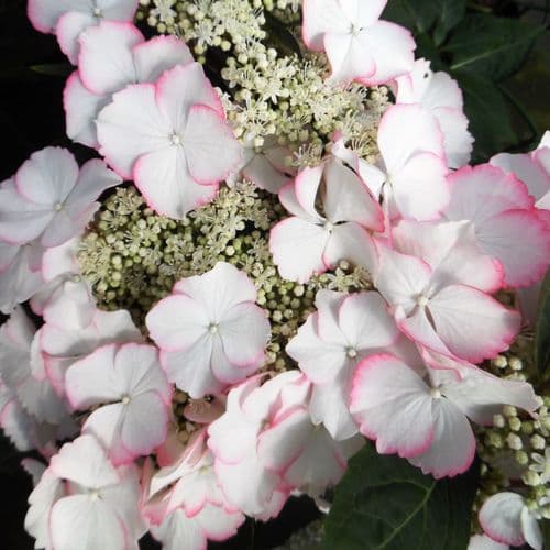 Hydrangea macrophylla Frisbee Petticoat