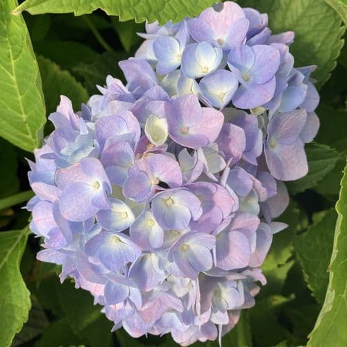 Hydrangea macrophylla Generale Vicomtesse de Vibraye (H) Large Specimen Plant