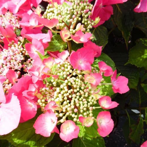 Hydrangea macrophylla Geoffrey Chadbund