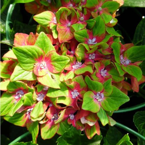 Hydrangea macrophylla GLAM ROCK ('Horwack' PBR) (H) or Schloss Wackerbarth